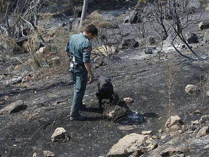 Un perro de la Guardia Civil investiga el incendio de Robledo de Chavela en 2012.