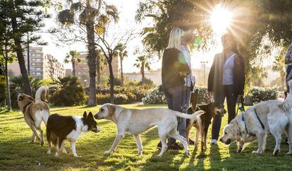 Varios perros se concentran con sus dueños en el Jardín del Turia de Valencia.