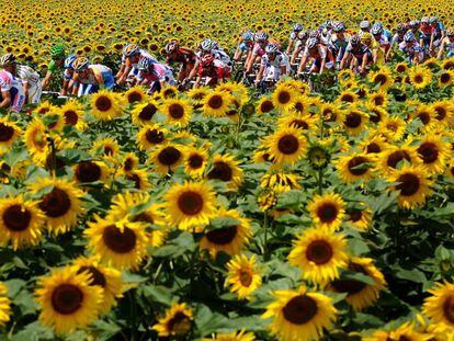 Pelotón del Tour de Francia en 2009. 