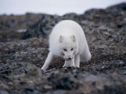 Los zorros árticos dependen cada vez más de los huevos de las aves.
