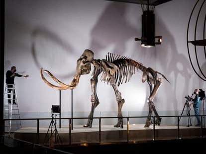 Montaje del esqueleto del mamut adquirido por CosmoCaixa.