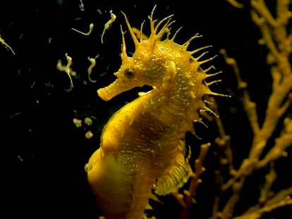 Un caballito de mar 'Hippocampus guttulatus' pariendo.
