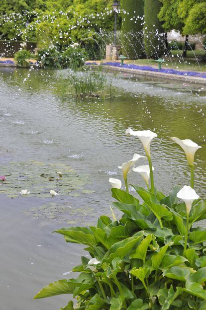 Una planta de calas.