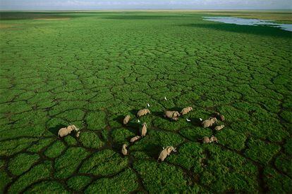 Unos senderos de elefantes dividen los verdes pastos del lago Amboseli (Kenia).