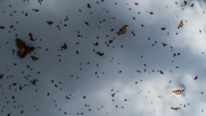 Mariposas monarca vuelan sobre la reserva en Michoacán.