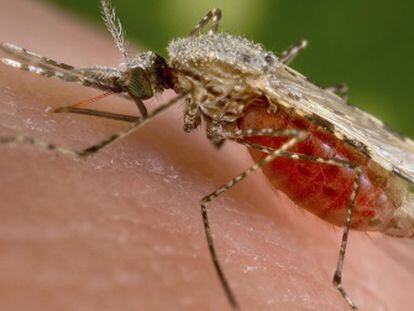 Mosquito Anopheles, el vector del parásito de la malaria