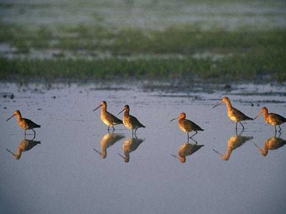 Un grupo de agujas colinegras, una de las 50 especies diferentes de aves que habitan en la reserva natural de las Marismas de Santoña.