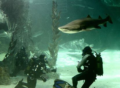 Inmersión con tiburones en el Zoo Aquarium de Madrid