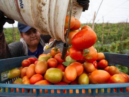 Un agricultor trabaja en la cosecha del tomate en Michoacán, México.