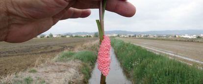 Huevas de caracol manzana en el Delta del Ebro.