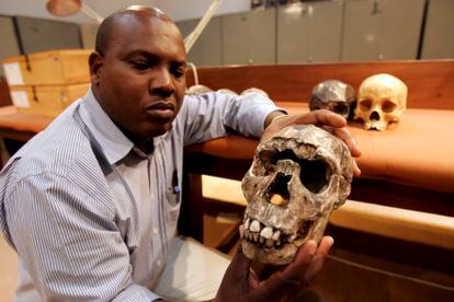 El doctor Frederick Kyalo Manthi muestra un modelo en yeso del cráneo del "Niño de Turkana" que forma parte de una exposición en el Museo Nacional de Kenia.