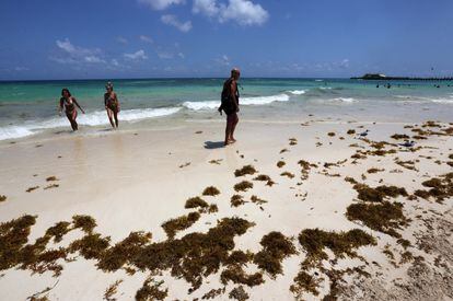 Turistas disfrutan de una playa a pesar de la invasión del alga de sargazo, en Playa del Carmen, en el Estado de Quintana Roo.