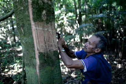 Un hombre recoge caucho de un árbol en la selva a las afueras de Feijo, estado de Acre, Brasil. El ambientalista Chico Mendes dedicó sus esfuerzos a la preservación de estos árboles y a evitar su explotación masiva.