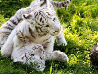 Las dos crías de tigre blanco nacidas en Sendaviva juegan en el parque navarro. 
 