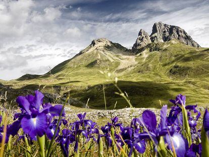 Una pradera de los Pirineos cubierta de lirios azules (‘Iris latifolia’), especie endémica de la Península.