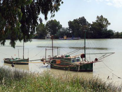 En la ribera del Guadalquivir se puede seguir el trasiego de los pequeños barcos dedicados a la pesca de albures.