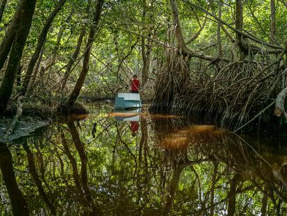 Una canoa avanza por los manglares de Celestún, Yucatán, el 9 de febrero de 2023.