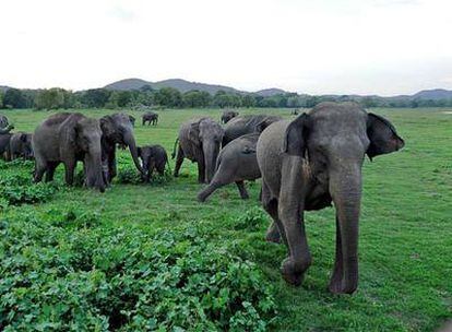Las dos familias de elefantes, el asiático (en la imagen) y el africano   , están entre las especies amenazadas.