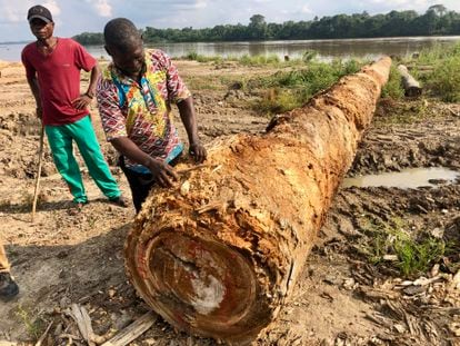 Un tronco en descomposición en la base de Fodeco en Basoko, en el nordeste de la RDC. A la maderera de propiedad china no le resulta rentable enviar los troncos al puerto marítimo de Matadi, a unos 2.000 kilómetros, a menos que logre extraer una cantidad suficiente.