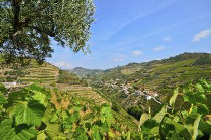 Viñedos en el valle del Dpuro, cerca de Peso da Regua, en Portugal.