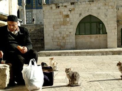 Gatos en el Domo de la Roca, en Jerusalén.