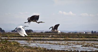 Garzas sobrevolando arrozales en las marismas del Guadalquivir, en el entorno de Do&ntilde;ana.