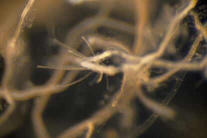 Detalle de un pólipo de una medusa 'T dorhnii' rejuvenecida.