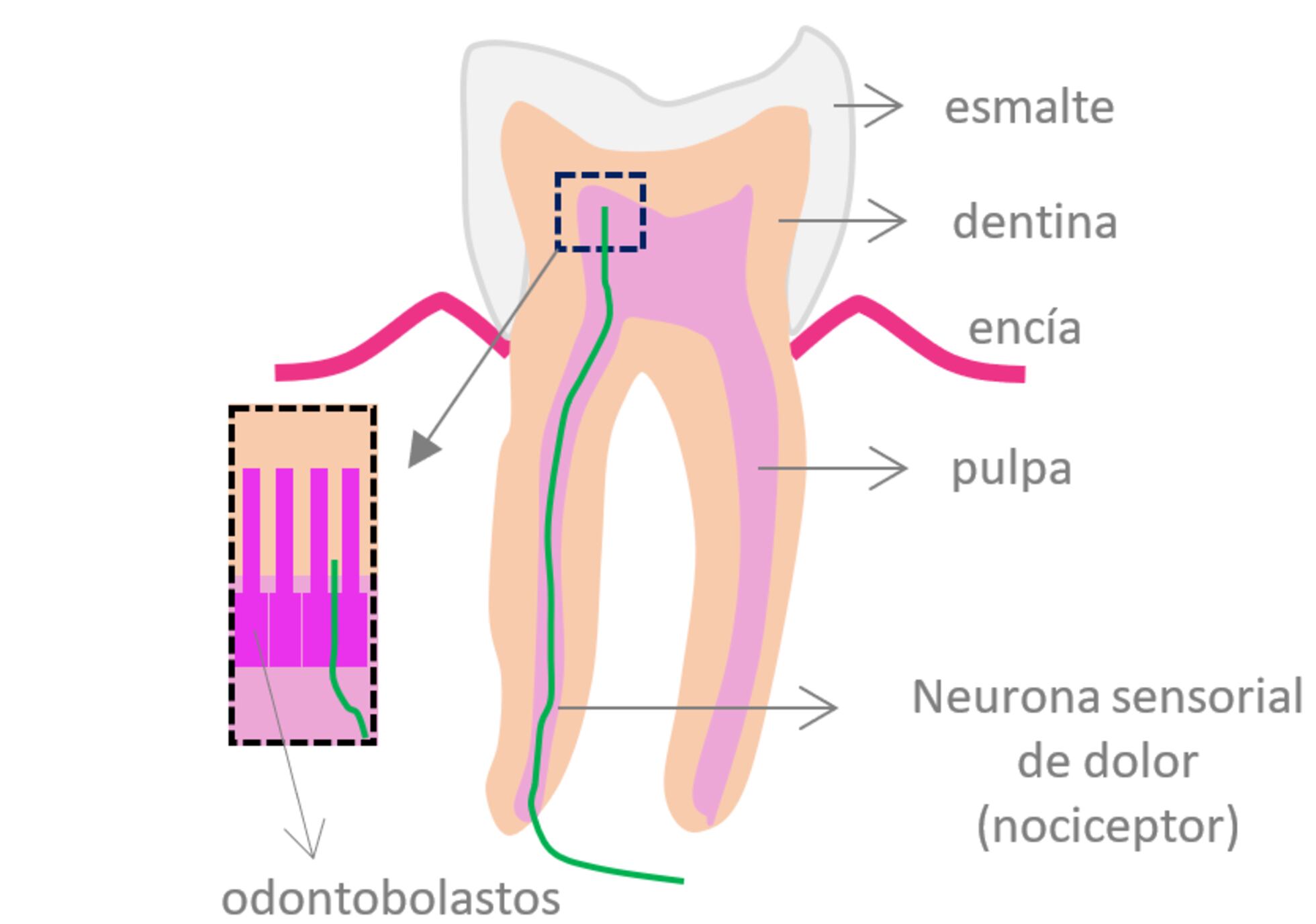 TRPC5: Descubierta la proteína que provoca el frío en los dientes