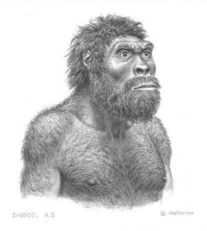 Ilustración del individuo del cráneo número 5 de Dmanisi.