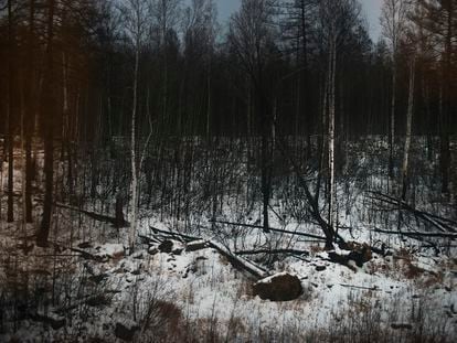 Taiga rusa desde el Transiberiano.