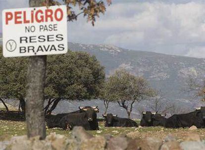 Toros bravos en la finca El Palomar, de Victoriano del Río, ayer, en Guadalix de la Sierra (Madrid).