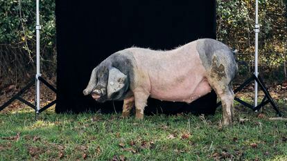Ejemplar de cerdo pío negro o euskal txerri, en la granja de Arruitz (Navarra).