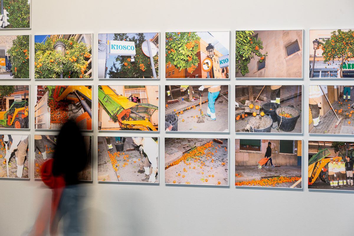 . Imagen de la exposición 'El ficus del Parterre' de Ricardo Cases donde se muestra la serie 'Recolección de cítricos ornamentales en Torrefiel' (2021).