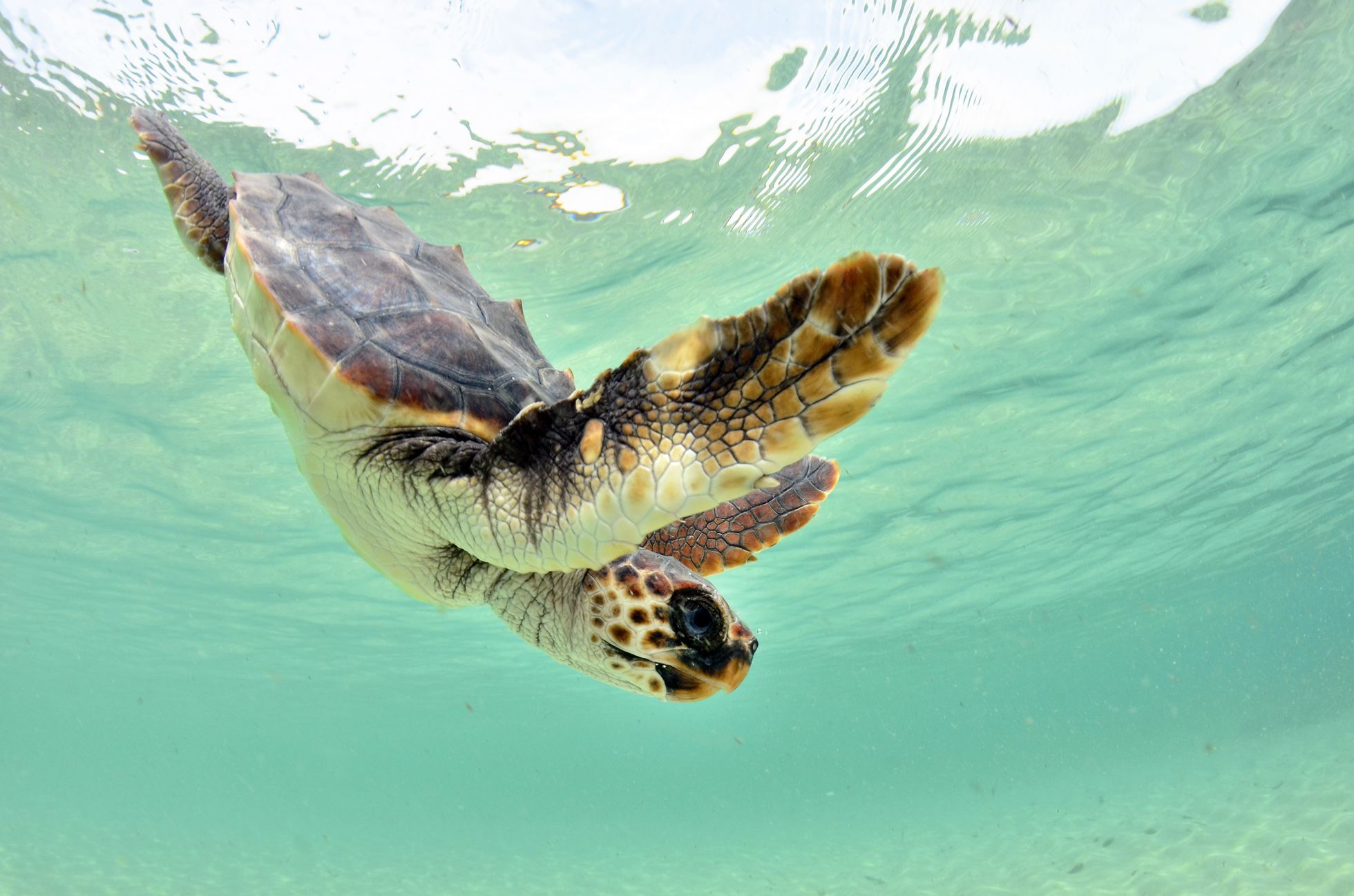 El Baby Boom De Tortugas Marinas En Baleares Clima Y Medio Ambiente El Pais