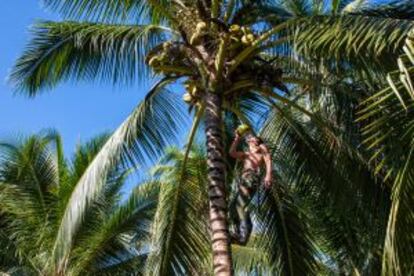 Bebiendo agua de coco en Baracoa (Cuba).