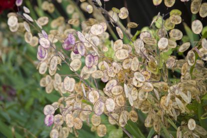 Dry seeds of Annual Honesty (Lunaria annua)