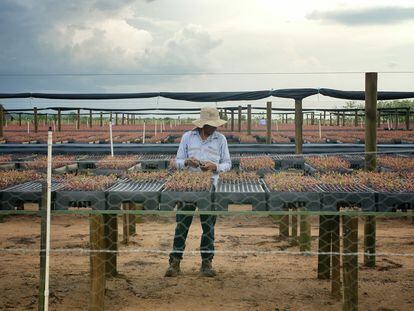 Un trabajador con plantones para un proyecto en el vivero forestal de Colombia.