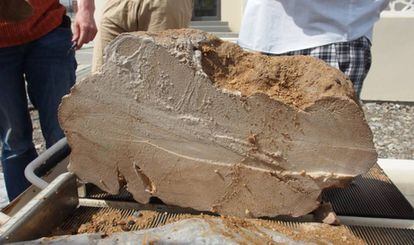 Este coral fosilizado recuperado del golfo Pérsico registró los cambios de vientos de hace 4.100 años que afectaron al Imperio acadio.