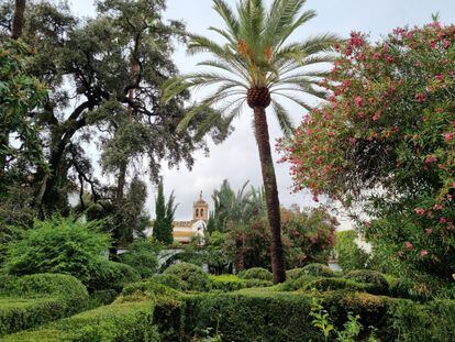 La zona del jardín con la encina cuatro veces centenaria a la izquierda y una palmera datilera.