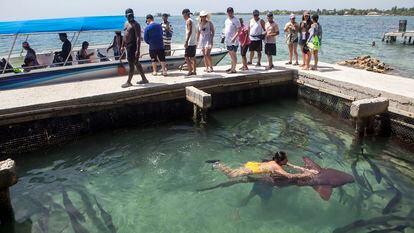 Un acuario en Santa Cruz del Islote donde los visitantes se bañan con un tiburón.