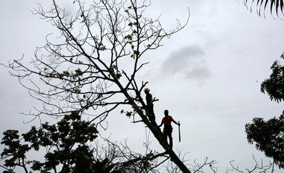 Bomberos intentan podar un árbol que cae tras el paso del huracán 'Julia' en Nicaragua.