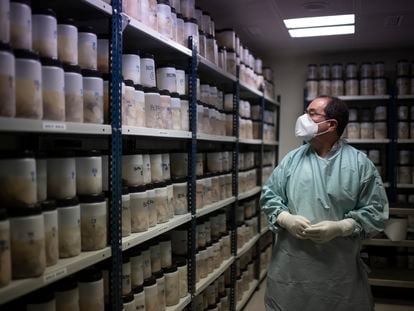 El patólogo Alberto Rábano examina cerebros humanos en el Banco de Tejidos de la Fundación CIEN, en Madrid.