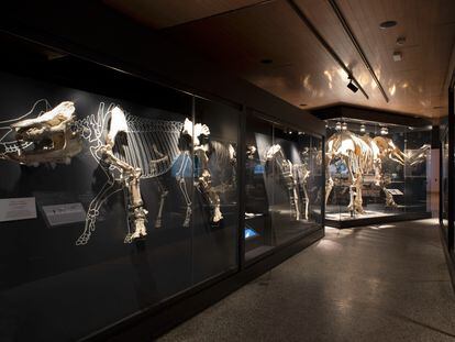 Exposición de fósiles en el Museo Arqueológico y Paleontológico Regional en Alcalá de Henares.