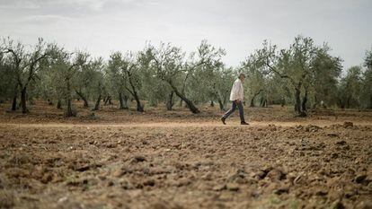 Un olivar en Sevilla agostado por la sequ&iacute;a en octubre.