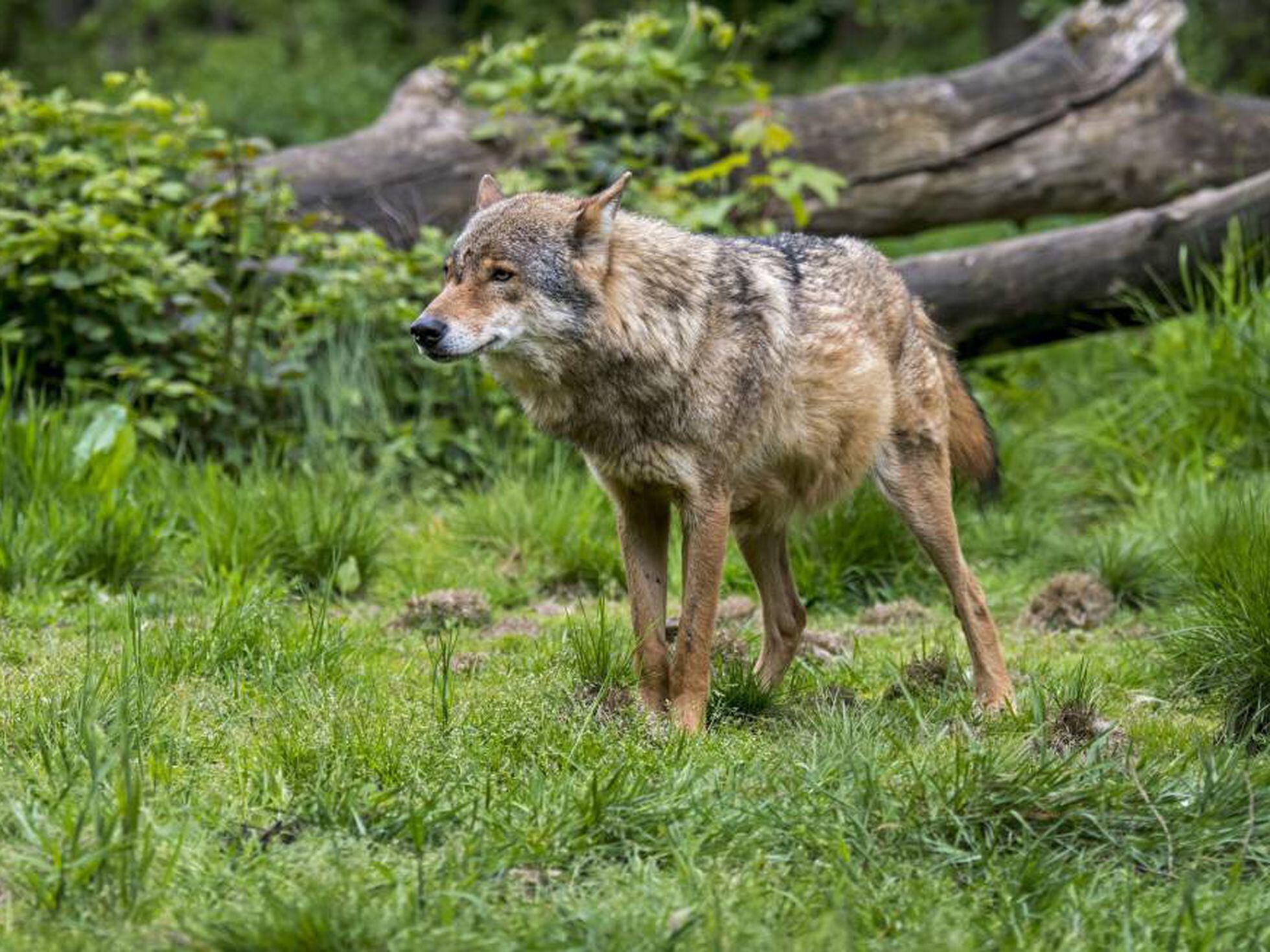 Suiza rechaza por estrecho margen la caza legal de lobos | Mundo animal |  EL PAÍS