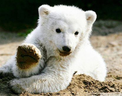 El oso polar Knut, recientemente fallecido, en un zoo de Alemania.