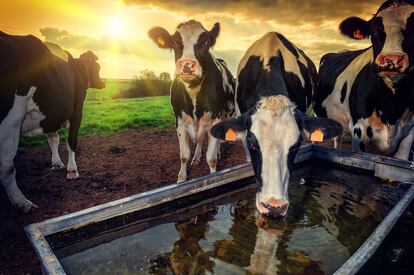 Comemos entre 125 y 275 gramos diarios de carne. Sin embargo, tanto las recomendaciones de los ecologistas, como las de los nutricionistas, científicos e incluso algunos productores, dicen que el consumo debe rondar entre los 200 y 400 gramos semanales, como subraya EAT-Lancet. Es decir, poco más de una hamburguesa.
