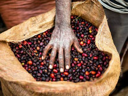 Café recién cosechado en Yayu, en el suroeste de Etiopía, la tierra del 'Arabica'. En vídeo, científicos británicos encuentran una planta de café perdida desde 1954.