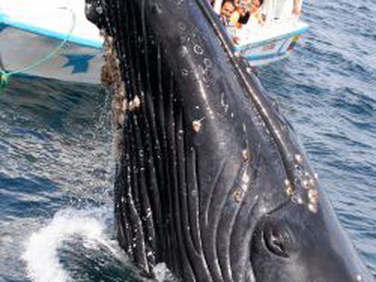 Observaci&oacute;n de ballenas jorobadas en Puerto L&oacute;pez, Ecuador.