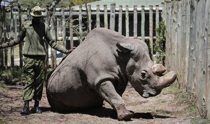 Sudán, el último rinoceronte blanco del norte que queda en el mundo, en una foto el pasado mayo con un guardia en la reserva natural keniana de Ol Pejeta.